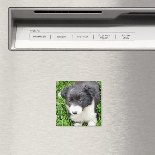 GRENSCOLLIE MAGNEET (Insitu (Vaatwasser))