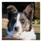 GRENSCOLLIE POSTER (Voorkant)