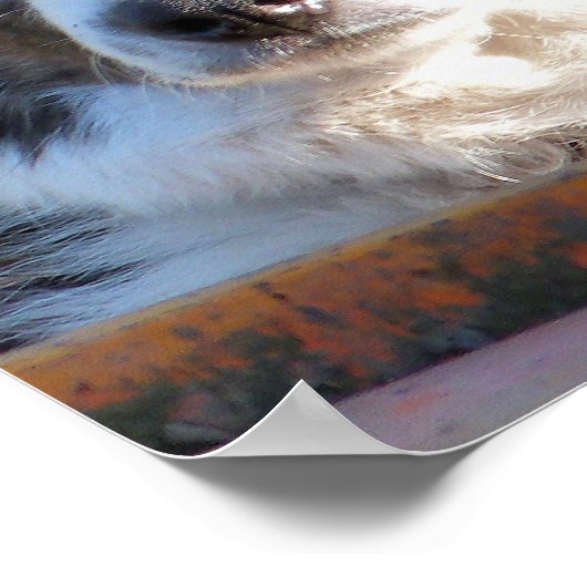 GRENSCOLLIE POSTER (Hoek)