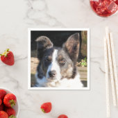 GRENSCOLLIE SERVETTEN (Insitu)