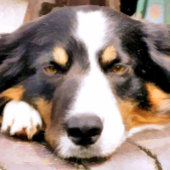 GRENSCOLLIE SNIJPLANK