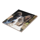 GRENSCOLLIE TEGELTJE (Zijkant)