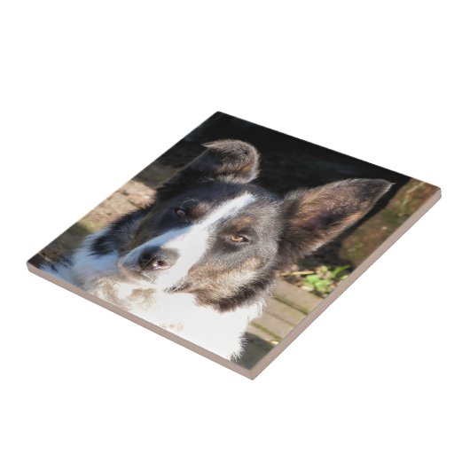 GRENSCOLLIE TEGELTJE (Zijkant)