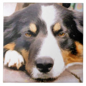 GRENSCOLLIE TEGELTJE (Voorkant)