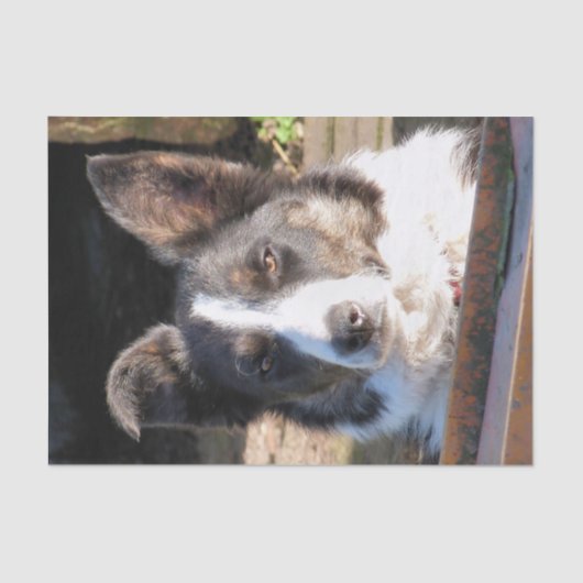 GRENSCOLLIE TISSUEPAPIER (Voorkant)