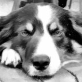 GRENSCOLLIE VIERKANTE BUTTON 5,1 CM