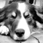 GRENSCOLLIES CANVAS AFDRUK