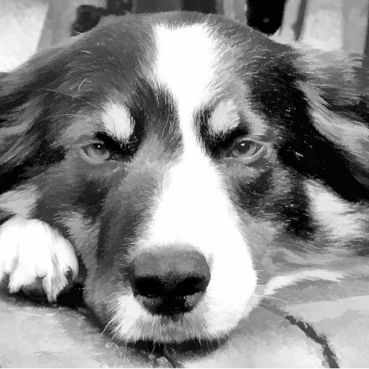 GRENSCOLLIES CANVAS AFDRUK