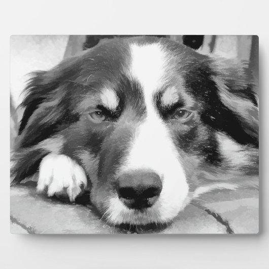 GRENSCOLLIES FOTOPLAAT (Voorkant)