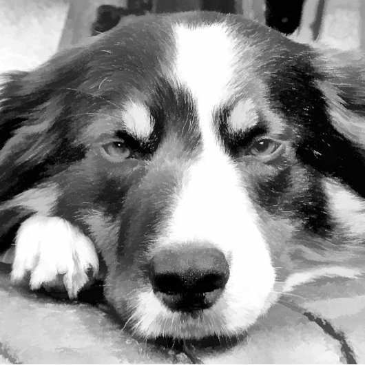 GRENSCOLLIES FOTOPLAAT