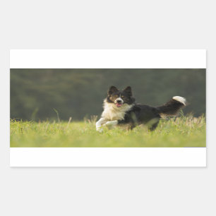 grenscollilie p9 rechthoekige sticker