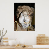 Grenskamel Poster (Keuken)