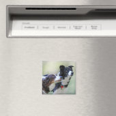 Grenskolonies Magneet (Insitu (Vaatwasser))