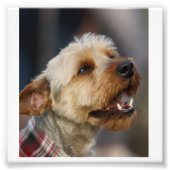 Grensoverschrijdend Foto Afdruk (Voorkant)