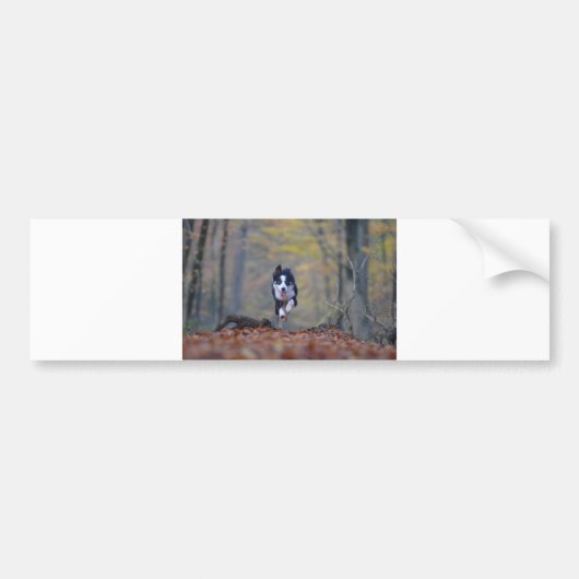 grenspolitiek in bos bumpersticker (Voorkant)