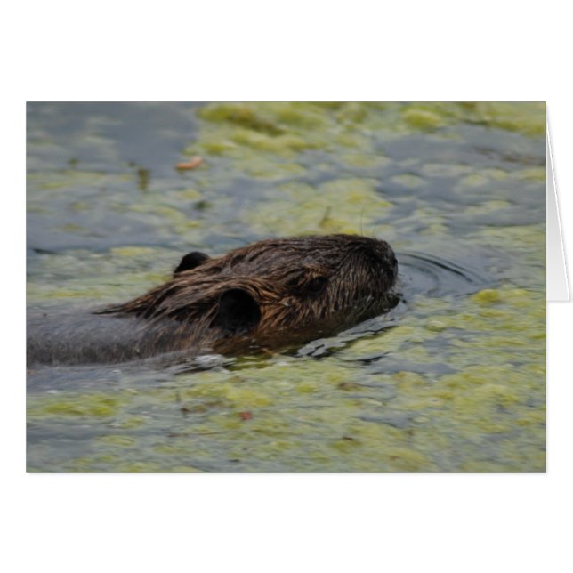 Greting Card "Nutria Swimming" (Voorkant Horizontaal)