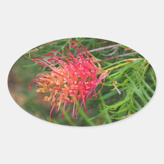 Grevillea bloem stickers (Voorkant)