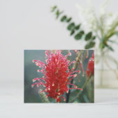 Grevillea Briefkaart (Staand voorkant)