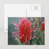 Grevillea Briefkaart (Voorkant / Achterkant)