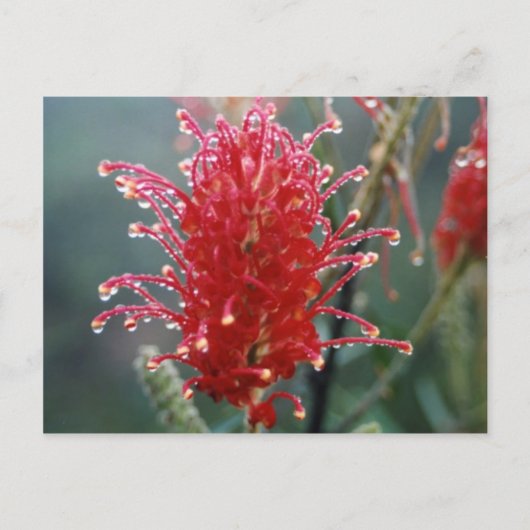 Grevillea Briefkaart (Voorkant)