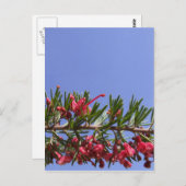 Grevillea Flower Briefkaart (Voorkant / Achterkant)