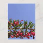 Grevillea Flower Briefkaart (Voorkant)