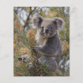 Grevillea Koala Beer, Flyer (Achterkant)