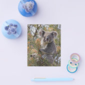 Grevillea Koala Beer, Flyer (Enkel)