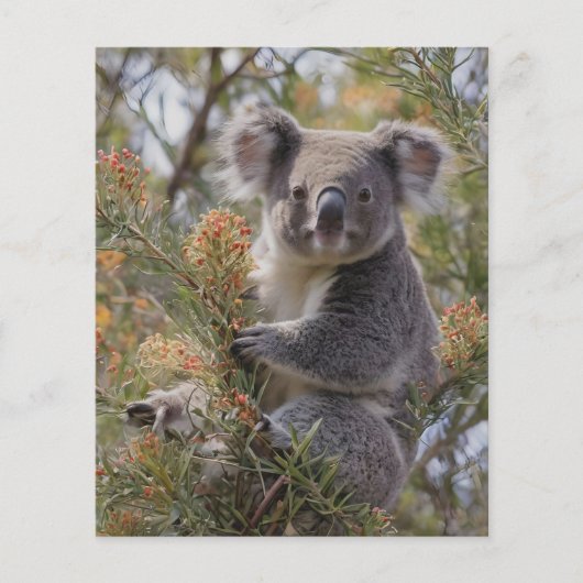 Grevillea Koala Beer, Flyer (Voorkant)