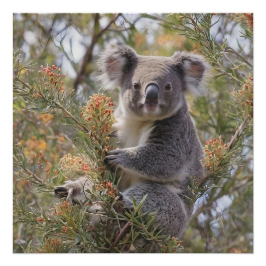 Grevillea Koala Beer, Foto Afdruk (Voorkant)