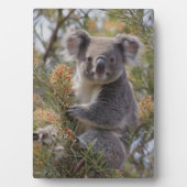 Grevillea Koala Beer, Fotoplaat (voorkant)