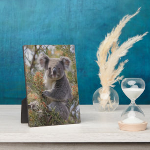Grevillea Koala Beer, Fotoplaat