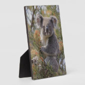 Grevillea Koala Beer, Fotoplaat (Zijkant)