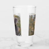 Grevillea Koala Beer, Glas (Links)