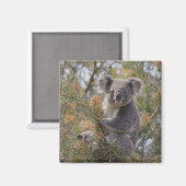 Grevillea Koala Beer, Magneet (Voorkant / Achterkant)