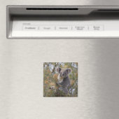 Grevillea Koala Beer, Magneet (Insitu (Vaatwasser))