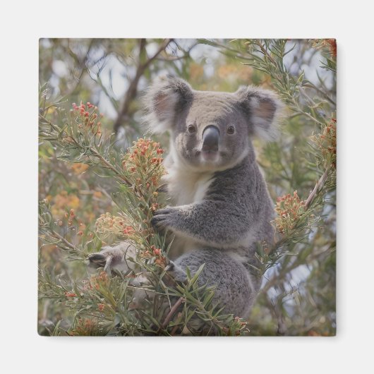 Grevillea Koala Beer, Magneet (Voorkant)
