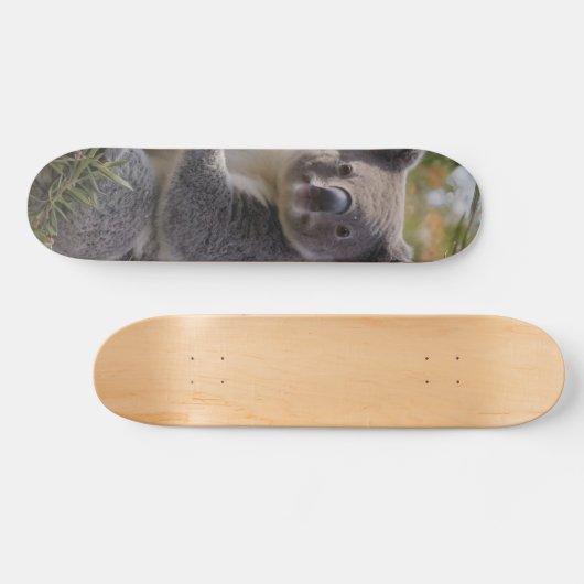 Grevillea Koala Beer, Persoonlijk Skateboard (Horizontaal)