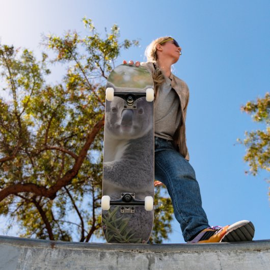 Grevillea Koala Beer, Persoonlijk Skateboard (Buiten 1)