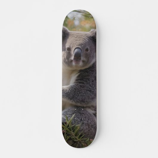 Grevillea Koala Beer, Persoonlijk Skateboard (Voorkant)