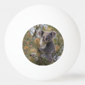 Grevillea Koala Beer, Pingpongbal (Achterkant)