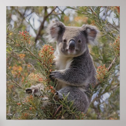 Grevillea Koala Beer, Poster (Voorkant)