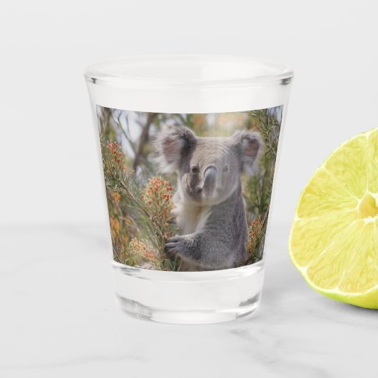 Grevillea Koala Beer, Shot Glas (Voorkant)
