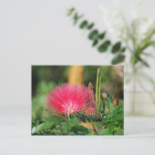 Grevillia Briefkaart (Staand voorkant)