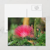 Grevillia Briefkaart (Voorkant / Achterkant)