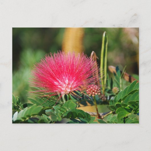 Grevillia Briefkaart (Voorkant)