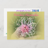 Grevillia Pink Briefkaart (Voorkant / Achterkant)