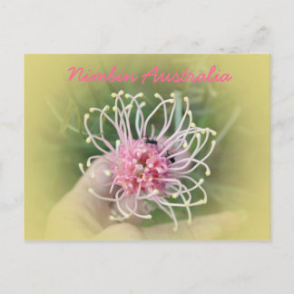 Grevillia Pink Briefkaart