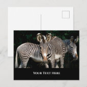 Grevy's Zebras Briefkaart (Voorkant / Achterkant)