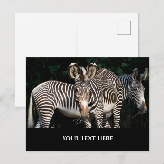 Grevy's Zebras Briefkaart (Voorkant / Achterkant)